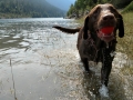 Jasmine having a swim at Hungry Horse Reservoir