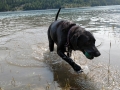 Pepper having a swim at Hungry Horse Reservoir