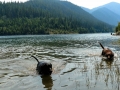 Jasmine & Pepper having a swim at Hungry Horse Reservoir