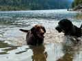 Jasmine & Pepper having a swim at Hungry Horse Reservoir