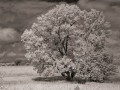 Cottonwood Study #1 - New Virginia, Iowa