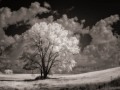 Cottonwood Study #2 - New Virginia, Iowa