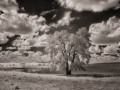 Cottonwood Study #3 - Liberty Center, Iowa