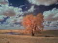 Cottonwood Study #3 - Liberty Center, Iowa