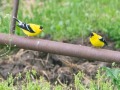 American Goldfinches