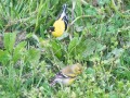 American Goldfinches