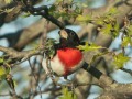 Rose-breasted Grosbeak