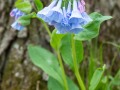 Bluebell Spring Wildflower