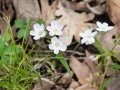 Spring Beauty Wildflower