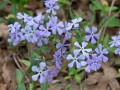 Sweet William Spring Wildflower