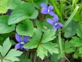 Violet Spring Wildflower