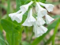 White Bell Spring Wildflower