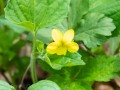 Yellow Violet Wildflower