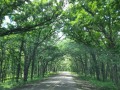 Shady Lanes - Nine Eagles State Park - Pleasanton, Iowa