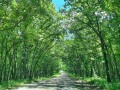 Shady Lanes - Nine Eagles State Park - Pleasanton, Iowa