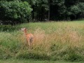 Grazing Deer - Red Haw State Park - Chariton, Iowa