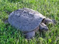 Snapping Turtle Crossing - New Virginia, Iowa