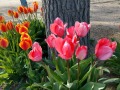 Kingman KOA - Tulips
