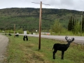 Klondike Highway - Stewart Crossing Visitor Center. Pepper & Jasmine wanted to chase the "critters"!