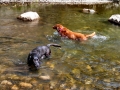 Pups-at-Lake-City-2