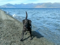 Destruction Bay, YT - Cottonwood RV Park - Pepper on the Beach