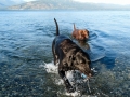 Destruction Bay, YT - Cottonwood RV Park - Pups having a good swim