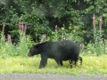 Stewart, BC - Glacier/Cassiar Highway - Black Bear