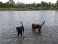 River's Edge RV Park - Pups playing in Old Man River