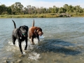 River's Edge RV Park - Pups playing in Old Man River