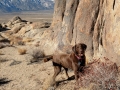 Lizard? Jasmine at the Alabama Hills, near Lone Pine, CA