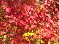 Itasca-SP-Fall-Color-1