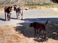 Jasmine-and-Burros