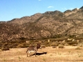 Wild Burros at Mojave River Forks