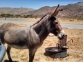 Welcoming Committee Burro