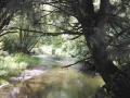 Neskowin Creek