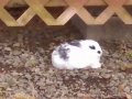 Resident bunny at Neskowin Creek RV Resort