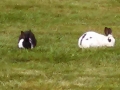 Resident bunnies at Neskowin Creek RV Resort