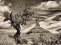 Juniper and Castle Butte, Valley of the Gods