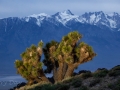 Moonlit Joshua Trees & Eastern Sierras from Cerro Gordo Road