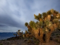 Moonlit Joshua Trees & Eastern Sierras from Cerro Gordo Road