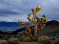 Moonlit Joshua Tree & Eastern Sierras from Cerro Gordo Road