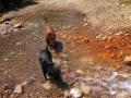 Pups-in-Stream-Ophir-Pass