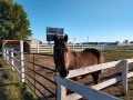 Osage Prairie RV Park - Friendly Horse