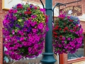 Ouray-flower-baskets