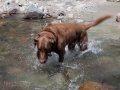 Jasmine-at-West-Fork-Stream