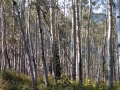 Owl-Creek-Pass-Aspen-Woods