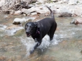 Pepper-at-West-Fork-Stream