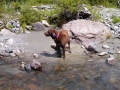 Pups-in-west-Fork-Stream