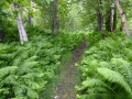 Palmer Elks Lodge - Ferns and Footpath