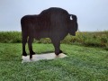 Missouri - Welcome Bison
